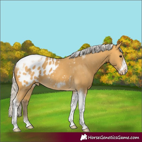 Horse Color:Silver Buckskin Tobiano Frame Appaloosa 
