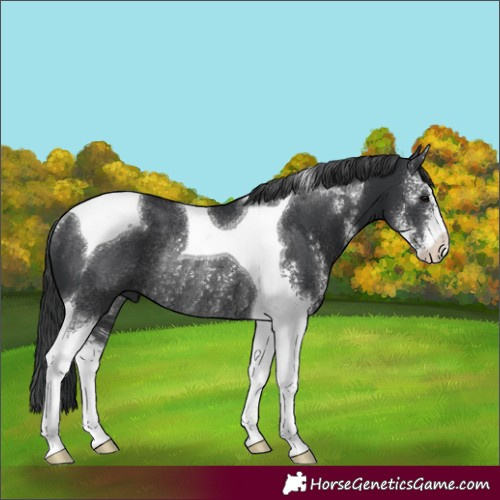 Horse Color:Black Sabino Tobiano Rabicano 