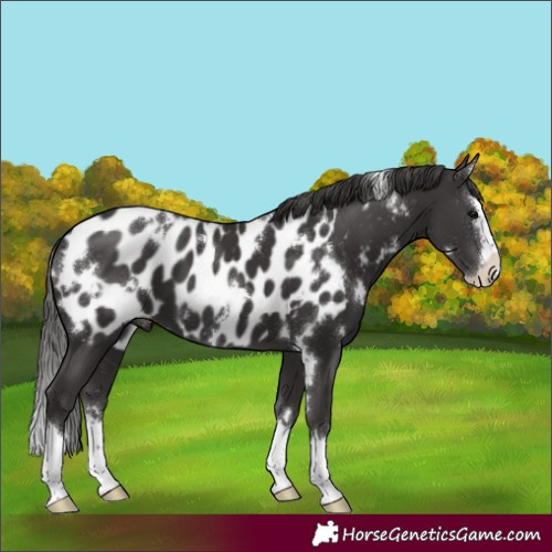 Horse Color:White Spotted Smoky Black Splash Appaloosa