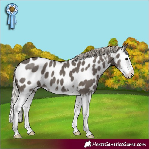 Horse Color:Silver Smoky Black Splash Appaloosa 