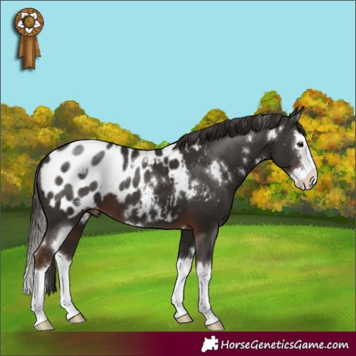 Horse Color:White Spotted Liver Chestnut Sabino Splash Appaloosa 