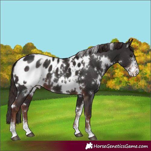 Horse Color:White Spotted Liver Chestnut Sabino Appaloosa