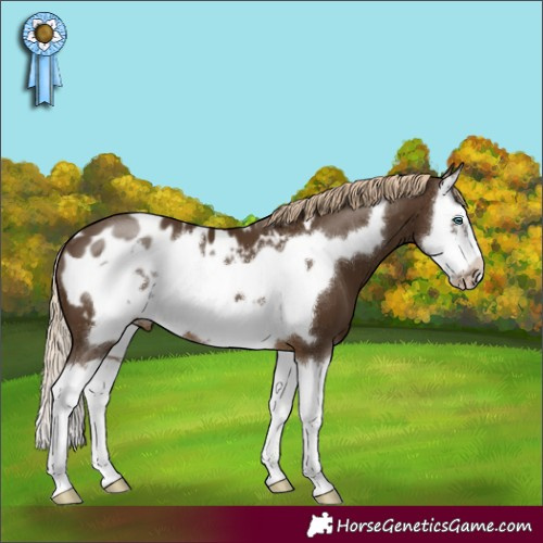 Horse Color:Chocolate Palomino Splash Frame Appaloosa 