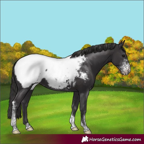Horse Color:Smoky Black Sabino Tobiano Appaloosa 