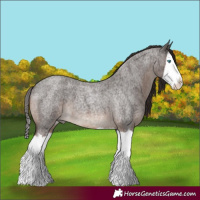 Horse Color:Liver Red Roan Splash