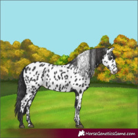 Horse Color:Black Appaloosa Rabicano