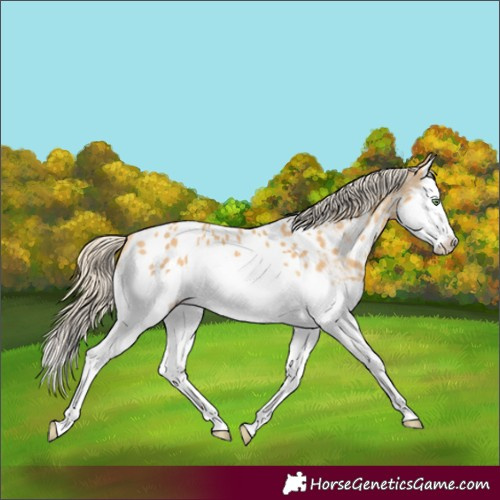 Horse Color:Gold Cream Champagne Splash Appaloosa 
