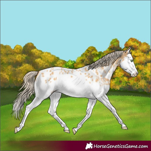 Horse Color:Gold Cream Champagne Splash Appaloosa
