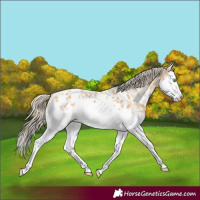 Horse Color:Gold Cream Champagne Splash Appaloosa 