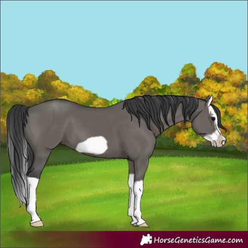 Horse Color:Grullo Splash Frame