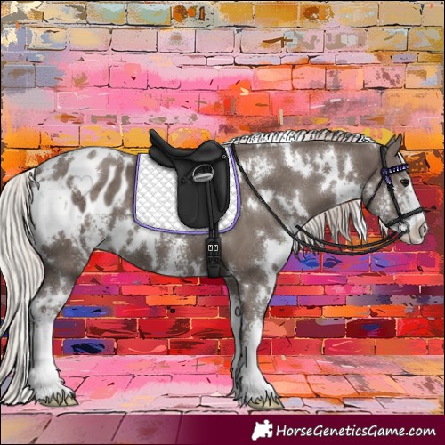 Horse Color:White Spotted Silver Black Sabino Appaloosa 