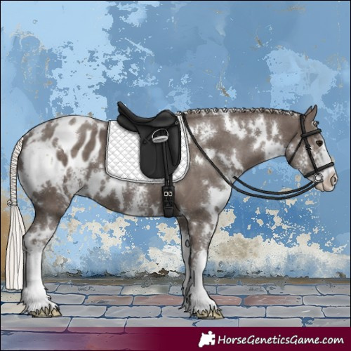 Horse Color:White Spotted Silver Black Sabino Appaloosa 