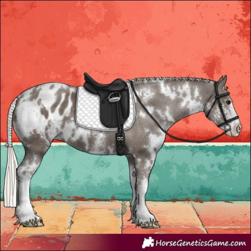 Horse Color:White Spotted Silver Black Sabino Appaloosa