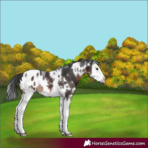 Horse Color:White Spotted Brown Splash Appaloosa 