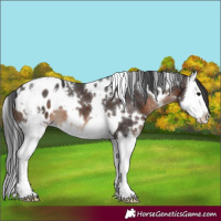 Horse Color:White Spotted Brown Splash Blanket 