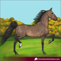 Horse Color:Brown Dun and Brown Dun