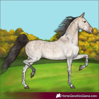 Horse Color:Bay Roan Dun  and White Spotted Bay Dun 