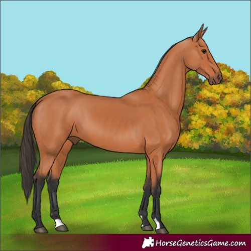 Horse Color:Bay 