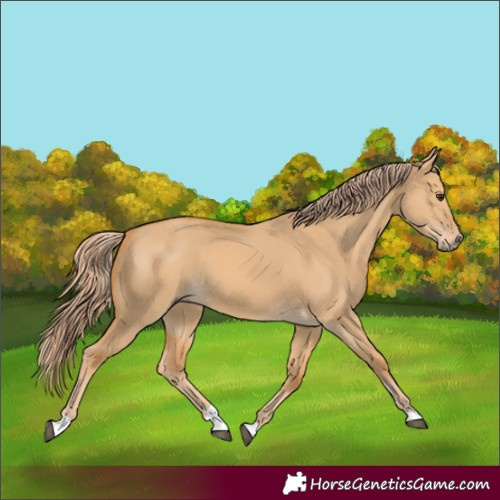 Horse Color:Red Dun
