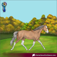 Horse Color:Silver Bay Dun Splash Rabicano 