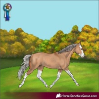Horse Color:Silver Bay Dun Splash Rabicano 