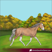 Horse Color:Silver Bay Dun Splash Rabicano 