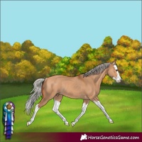 Horse Color:Silver Bay Dun Splash Rabicano 