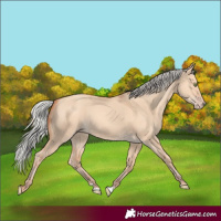 Horse Color:Silver Amber Champagne Dun