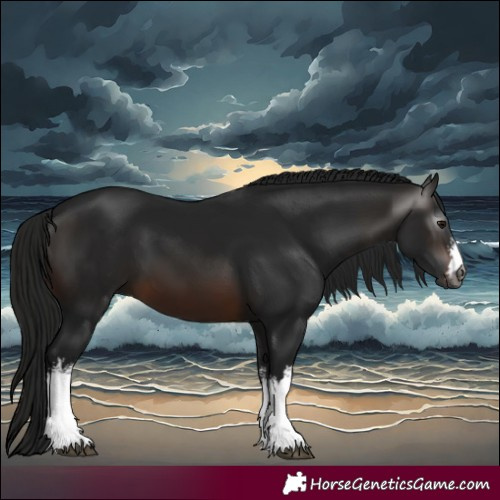 Horse Color:Gray White Spotted Brown 