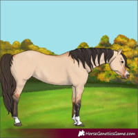 Horse Color:Bay Dun