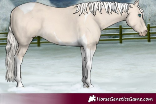 Horse Color:Cremello Tobiano