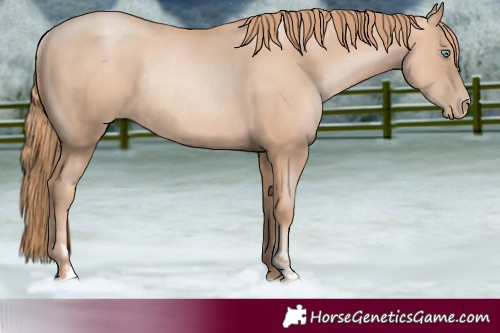 Horse Color:Gold Champagne Pearl Rabicano and Gold Champagne Pearl Rabicano