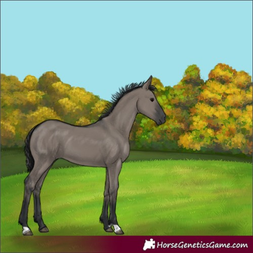 Horse Color:Grullo 