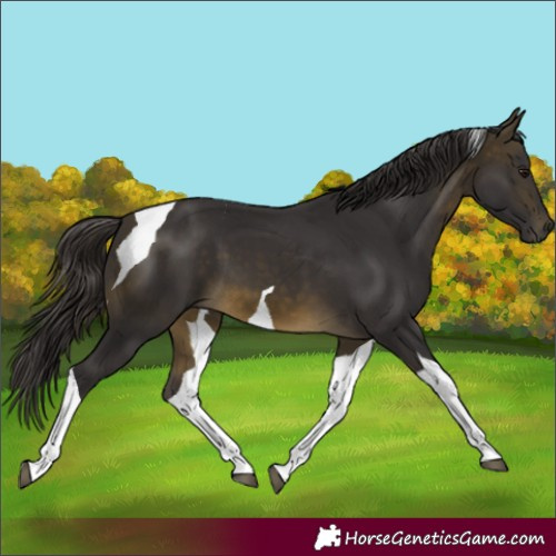 Horse Color:Buckskin Tobiano 