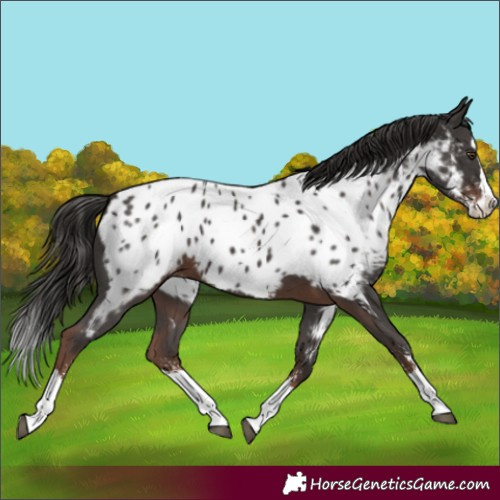Horse Color:Liver Chestnut Sabino Splash Appaloosa 