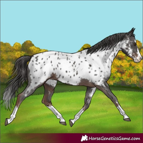 Horse Color:Liver Chestnut Sabino Splash Appaloosa