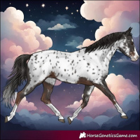 Horse Color:Liver Chestnut Sabino Splash Near Leopard 