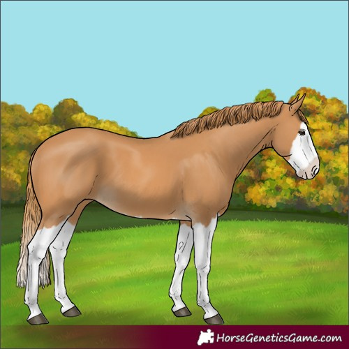 Horse Color:Chestnut Splash 