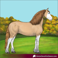 Horse Color:Red Dun Splash