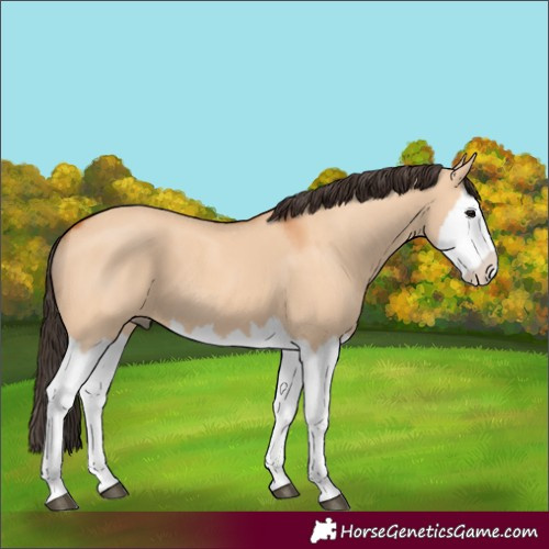 Horse Color:Bay Dun Splash 