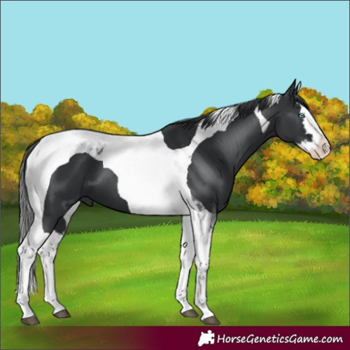 Horse Color:Black Splash Tobiano 