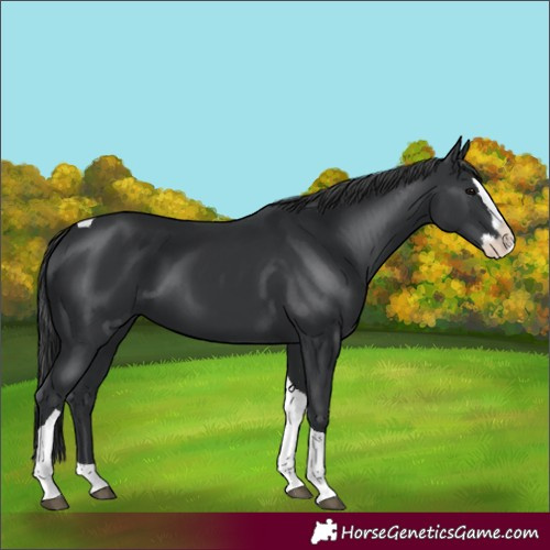 Horse Color:Black Splash Tobiano 