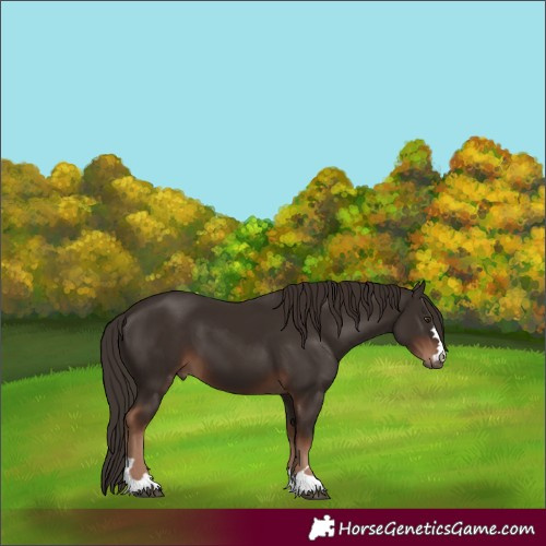 Horse Color:Liver Chestnut