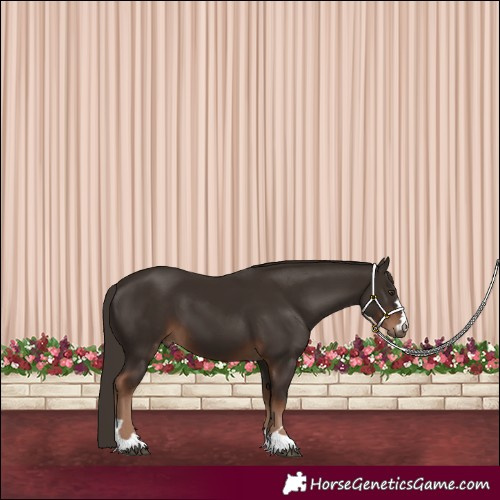 Horse Color:Liver Chestnut 