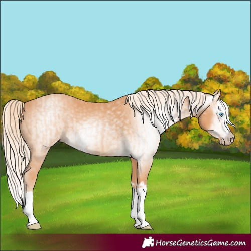 Horse Color:Gray Cremello Splash and Gray Cremello Splash Rabicano