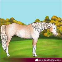 Horse Color:Gray Cremello Splash and Gray Cremello Splash Rabicano