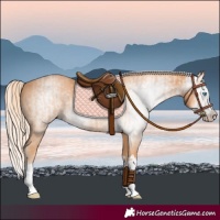 Horse Color:Gray Cremello Splash and Gray Cremello Splash Rabicano