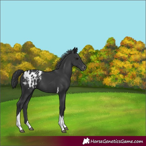 Horse Color:Black Tobiano Appaloosa 