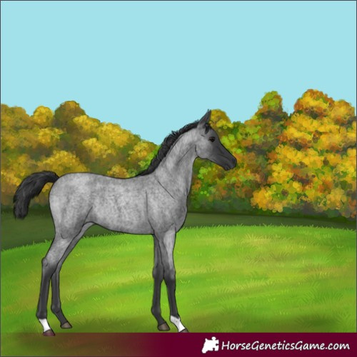 Horse Color:Blue Roan Rabicano