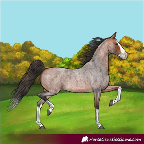Horse Color:Bay Roan Splash